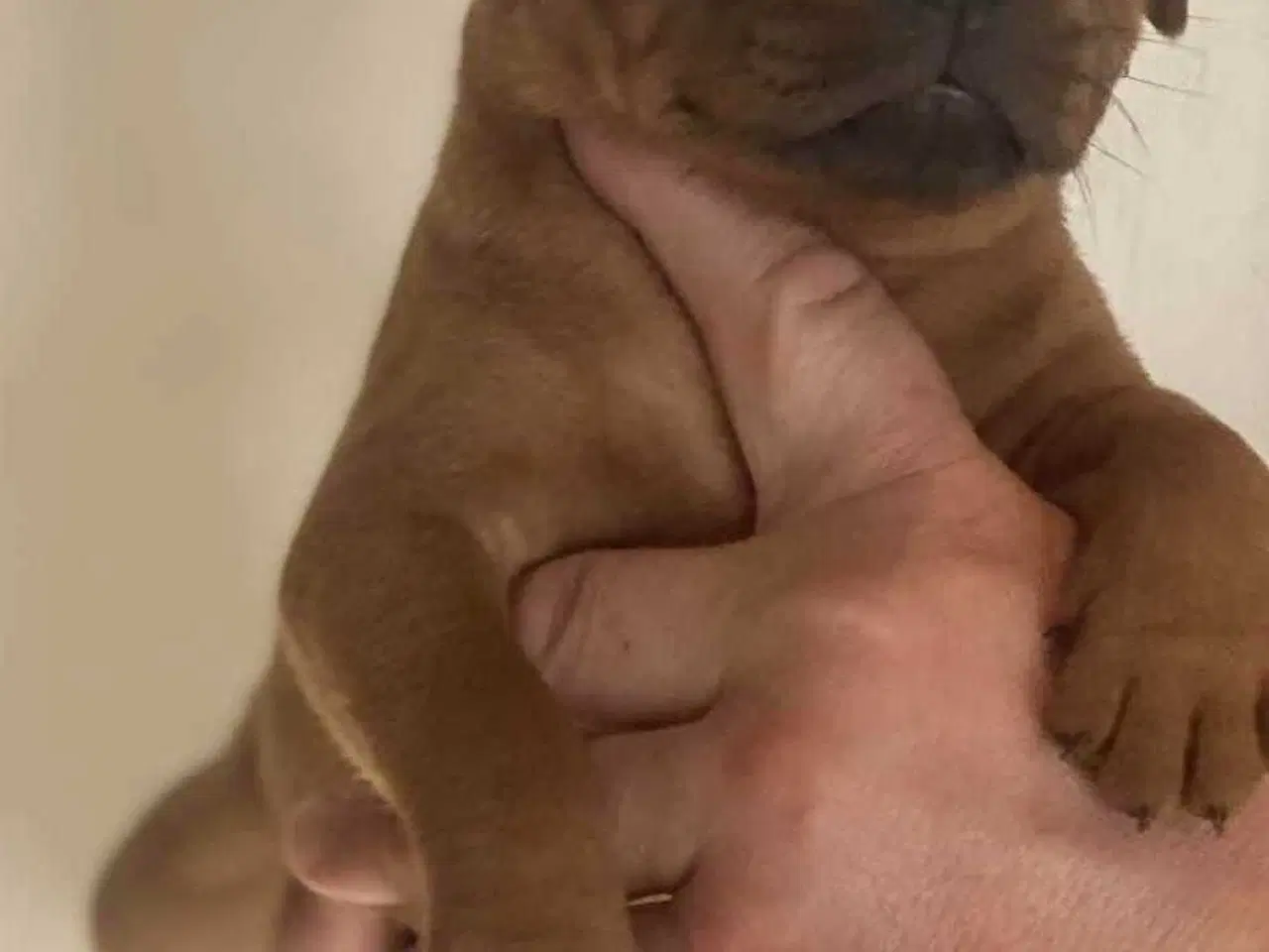 Billede 11 - Smukke Staffordshire Bull Terrier hvalpe DKK 
