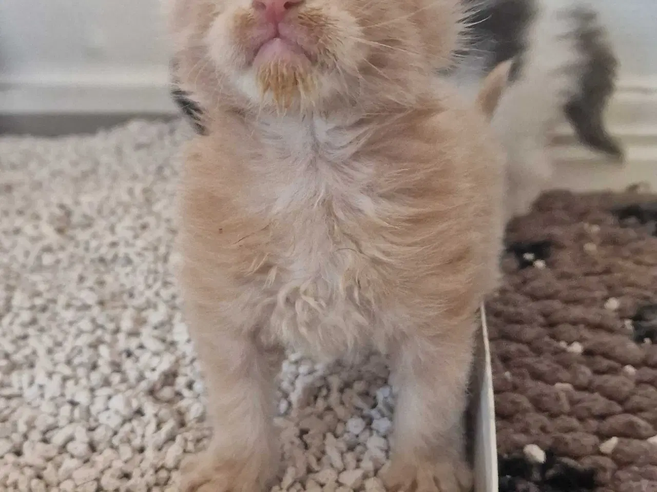 Billede 4 - Mainecoon killinger 