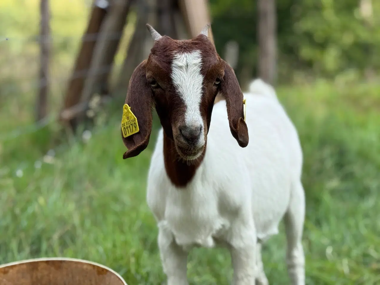Billede 3 - Boer gimmer
