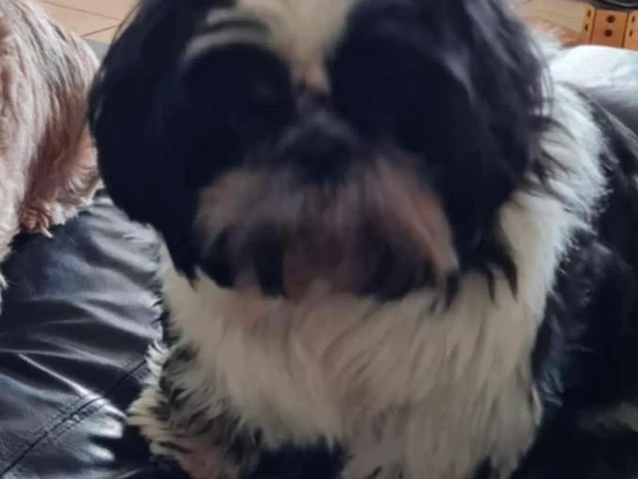 Billede 4 - Skøn Shih tzu han sælges