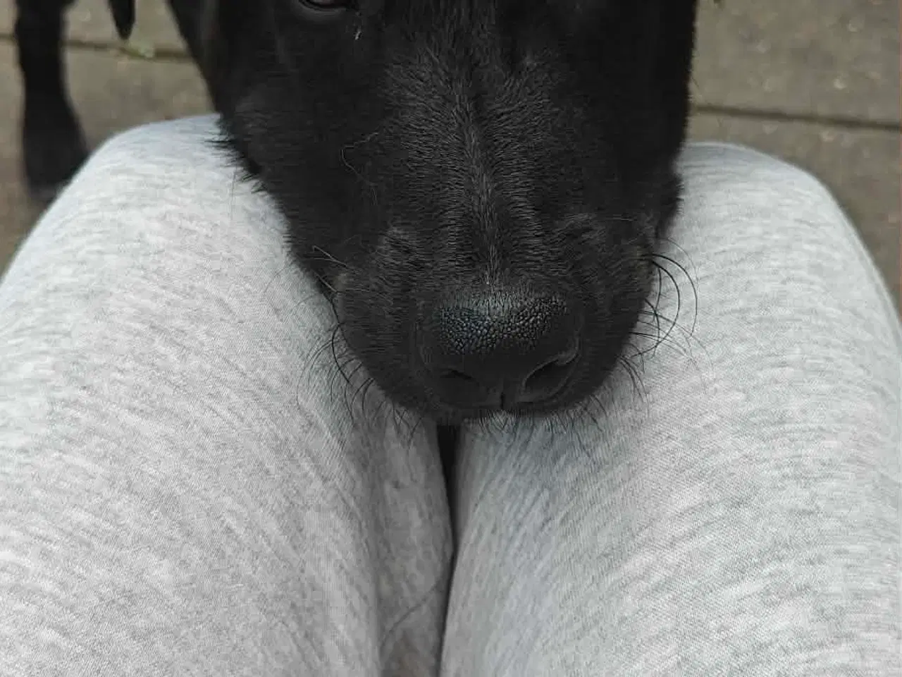 Billede 13 - Skønne Atlas søger egen familie 💙