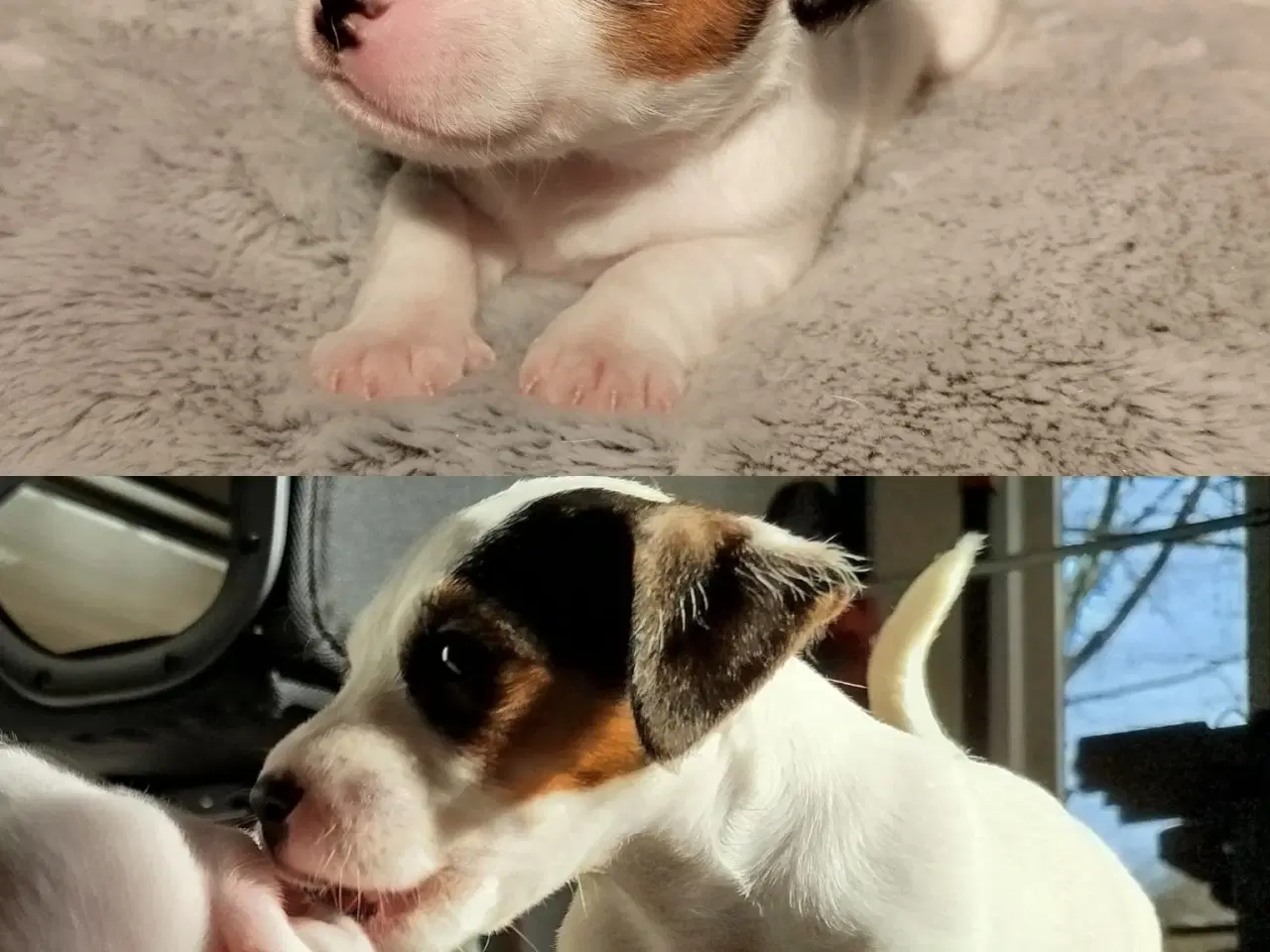 Billede 2 - Jack Russell terrier hvalpe,...