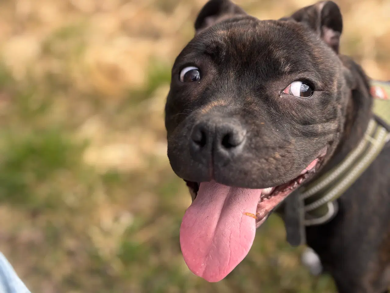 Billede 7 - Staffordshirt bull terrier(med stamtavle)