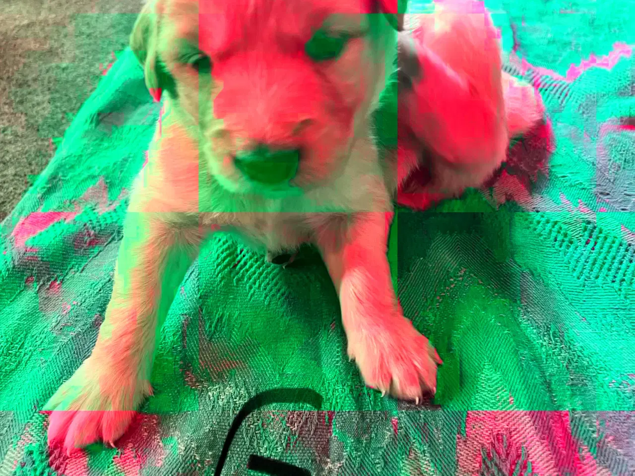 Billede 11 - Vi søger nyt hjem.