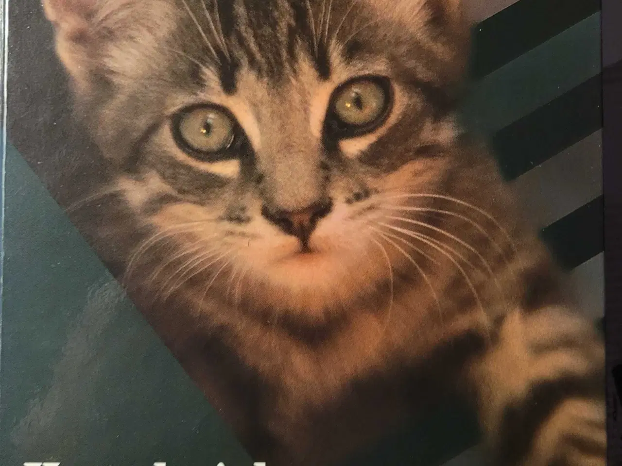 Billede 1 - Katte bøger 4stk 