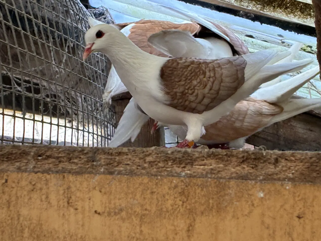 Billede 2 - Race duer