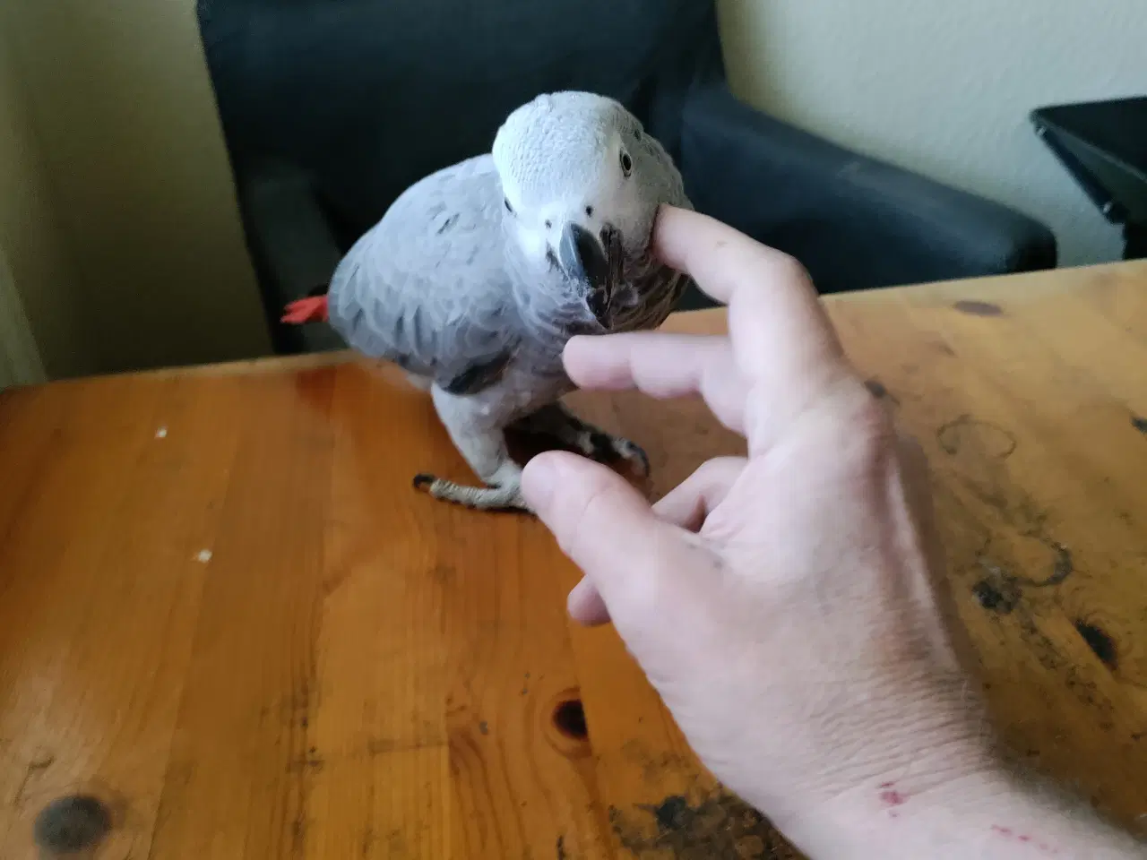 Billede 2 - Rød Jaco