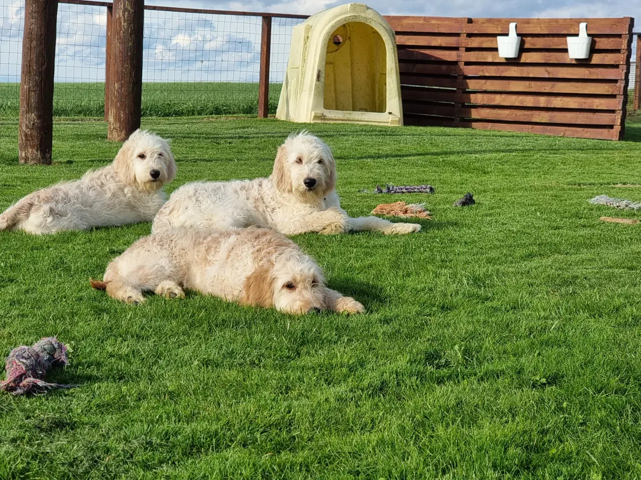 Billede 5 - skønheder Golden doodle hvalpe