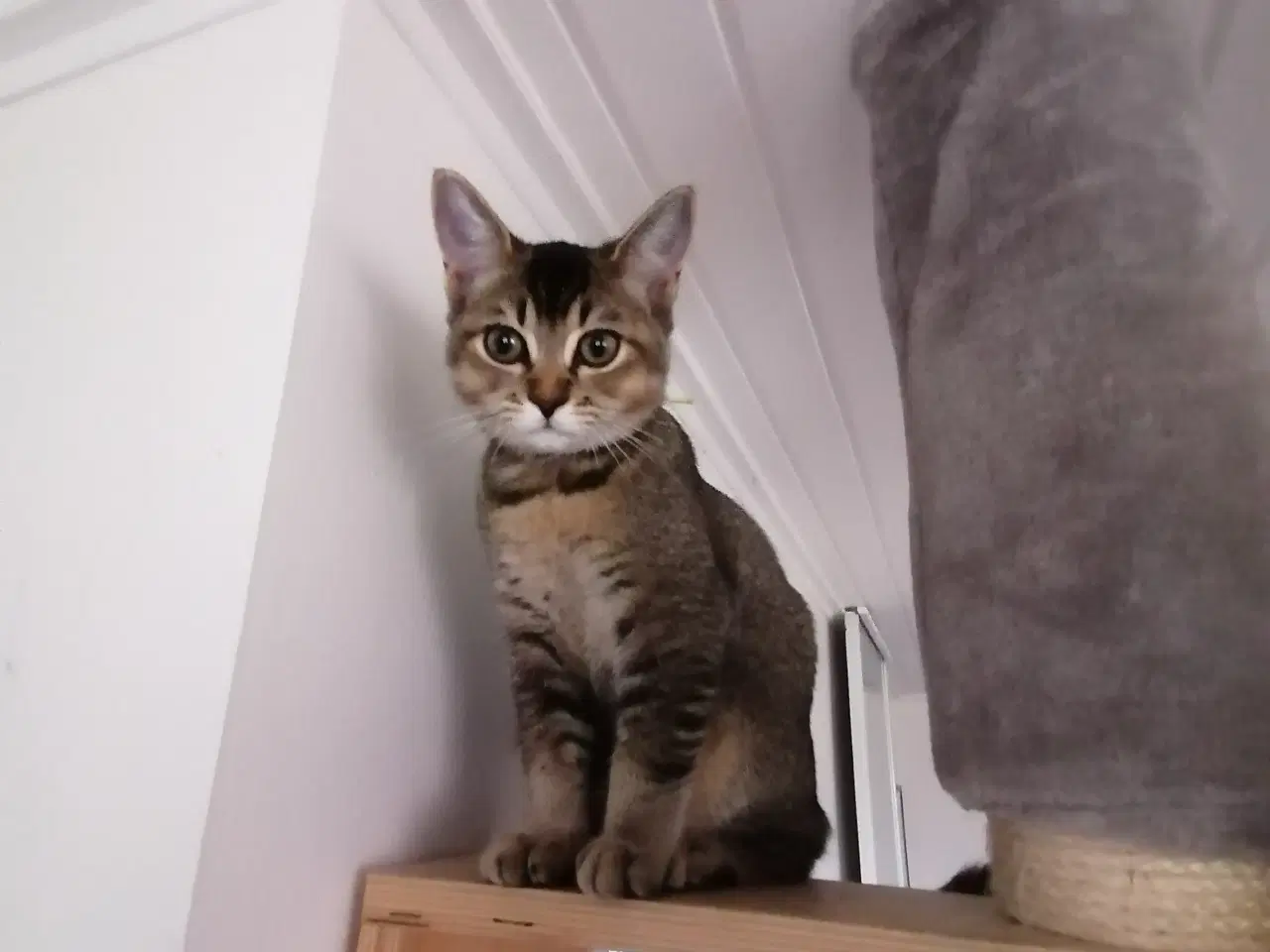 Billede 3 - Killing - Russian Blue/British Shorthair