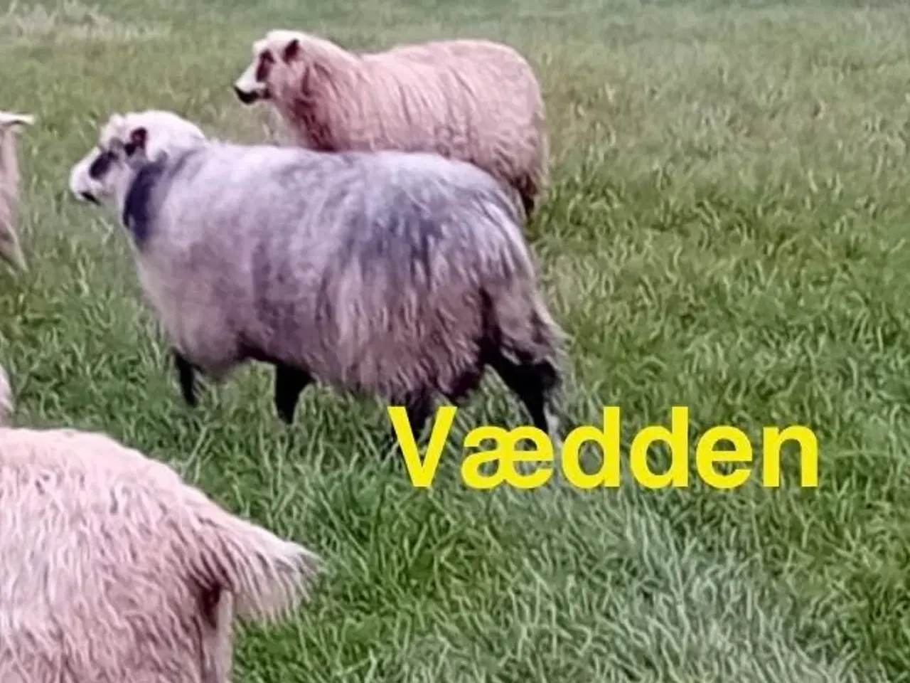 Billede 14 - spelsau Lam