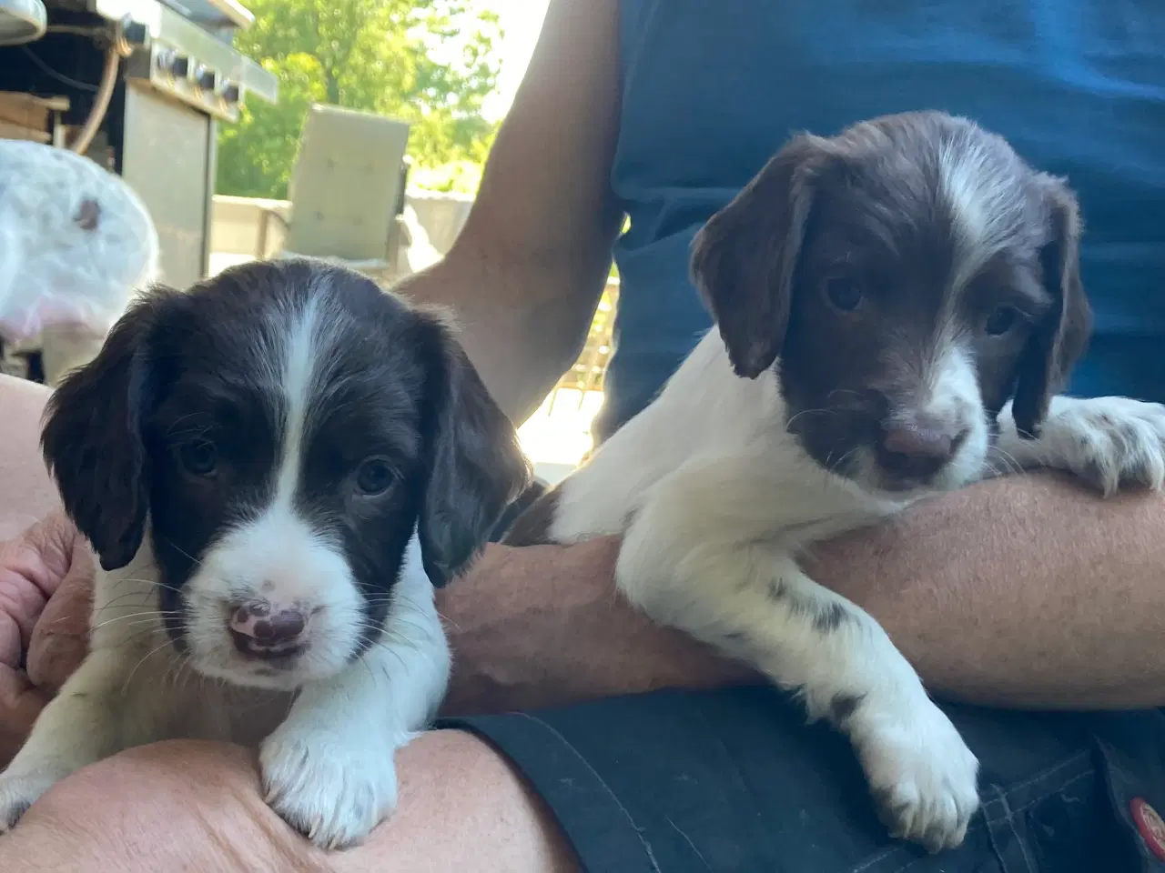 Billede 2 - Springer Spaniel🐶💙Klar til Nyt🏠Nu