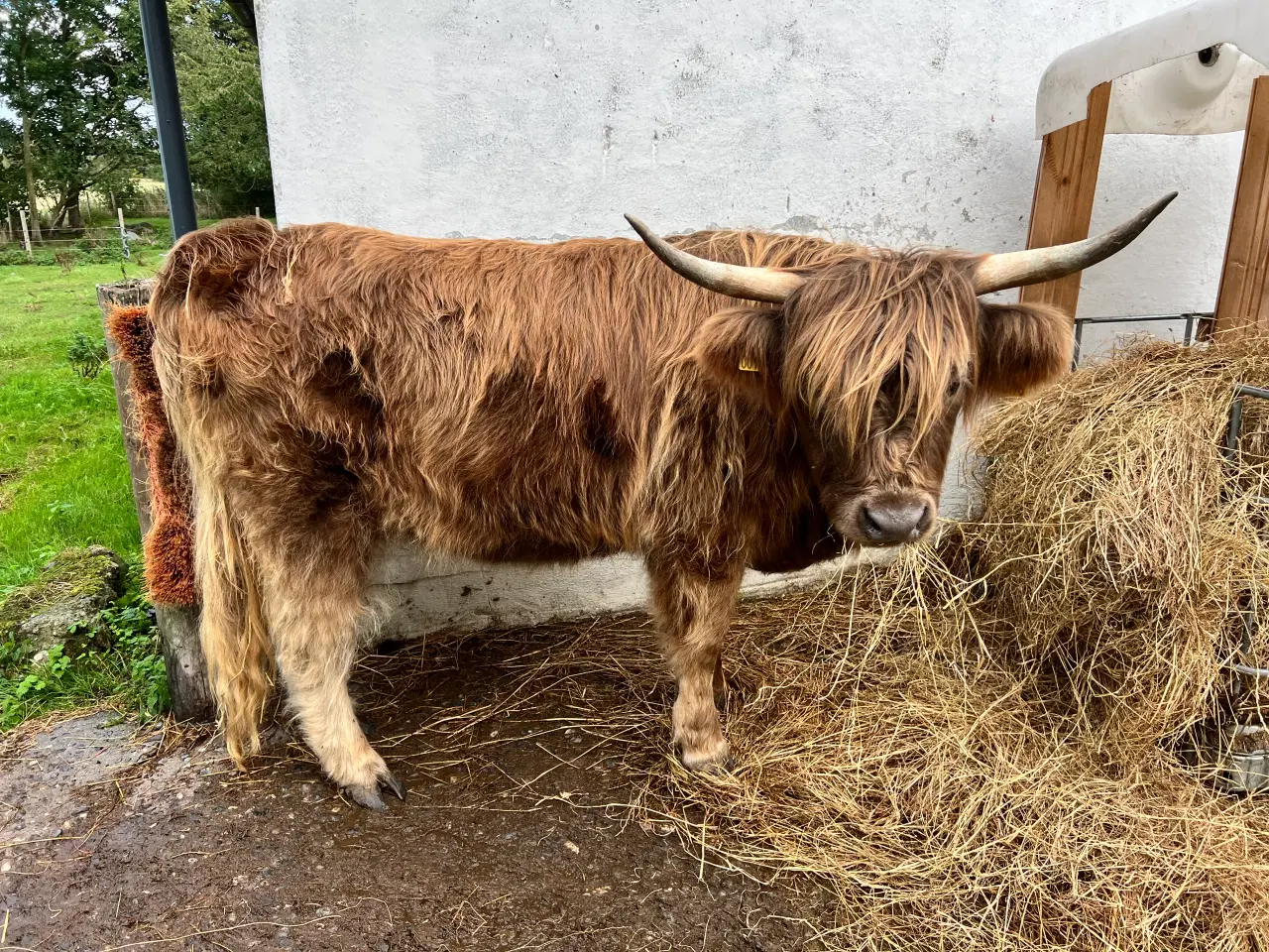 Billede 3 - Unik Dun-farvet Highlander Kvie m.Stamtavle