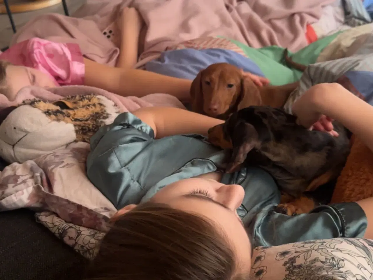 Billede 7 - Verdens sødeste gravhunde 