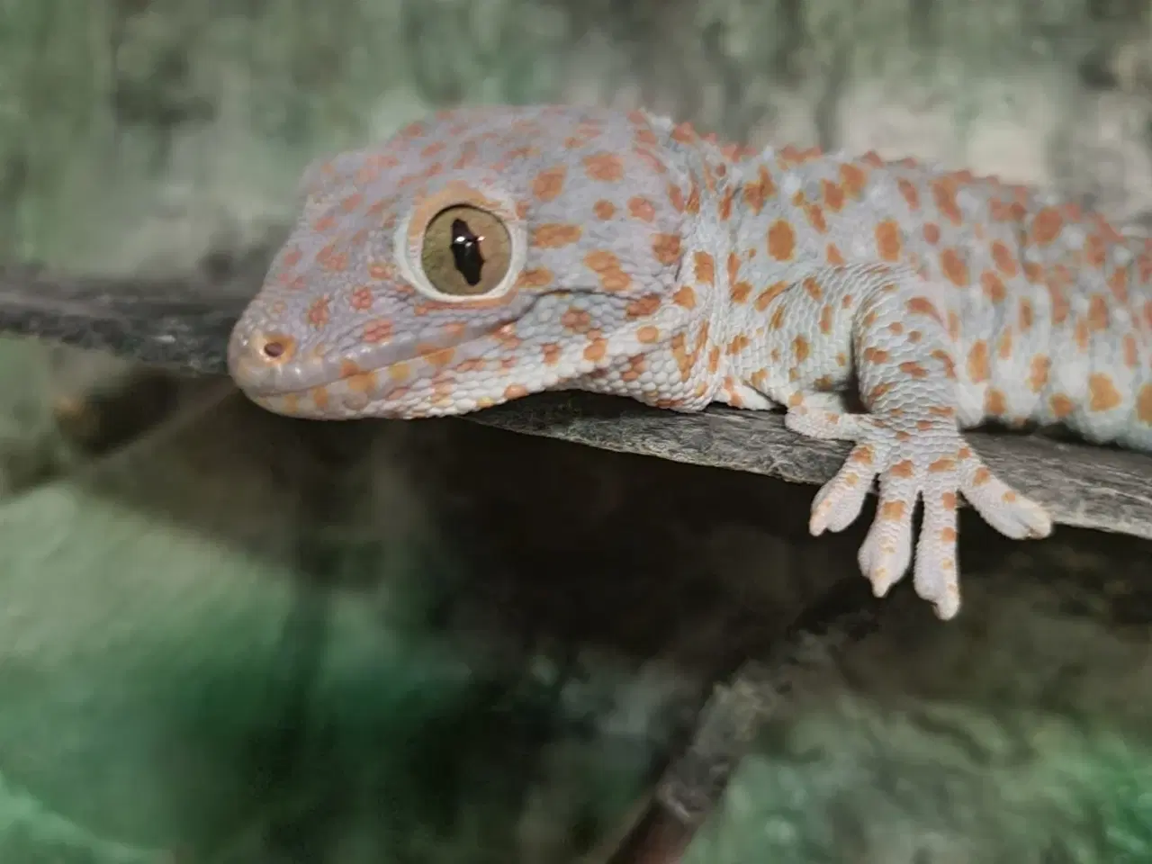 Billede 3 - Tokay gekko 