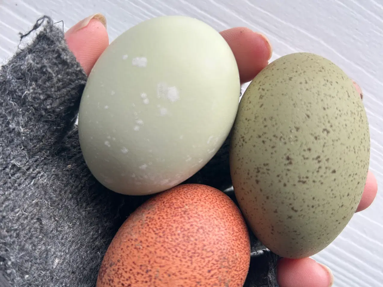 Billede 9 - Rugeæg I Gode Farver