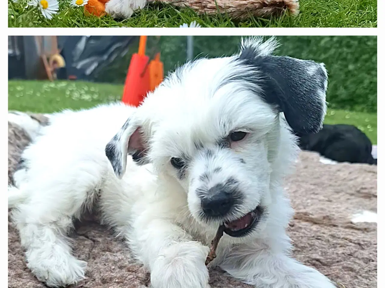 Billede 5 - Chinese Crested/Powder puff med DKK stambog