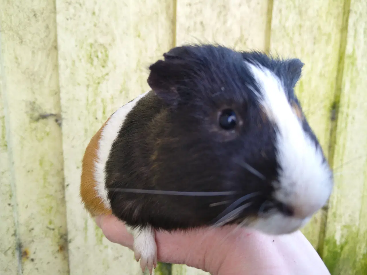 Billede 3 - 2 marsvin unger 