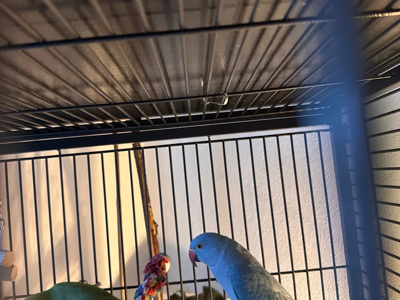 Billede 2 - Aleksandra parakitter 