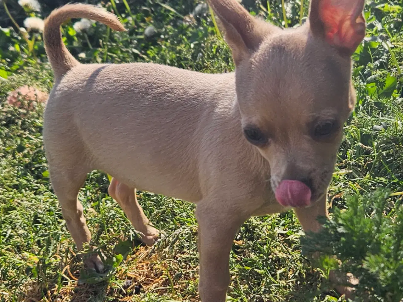 Billede 1 - Chihuahua dreng 