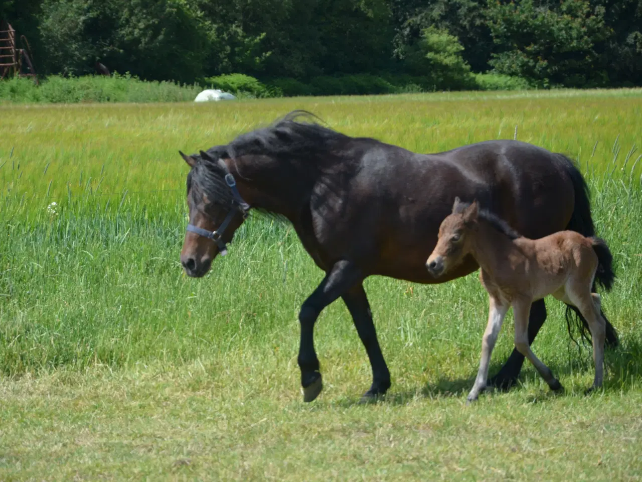 Billede 4 - Pony / selskabspony