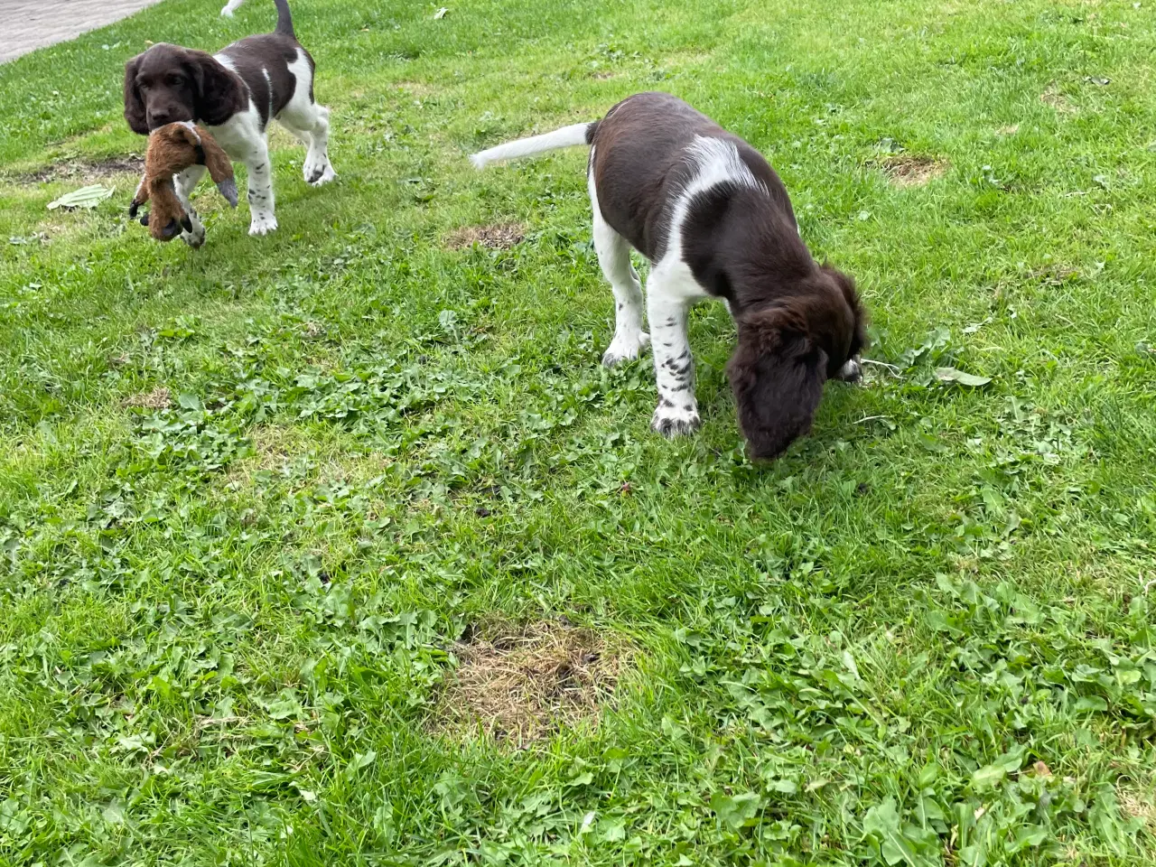 Billede 1 - Kleiner münsterländer hvalpe 