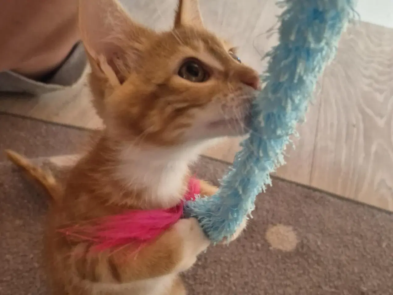 Billede 9 - Maine coon blanding 