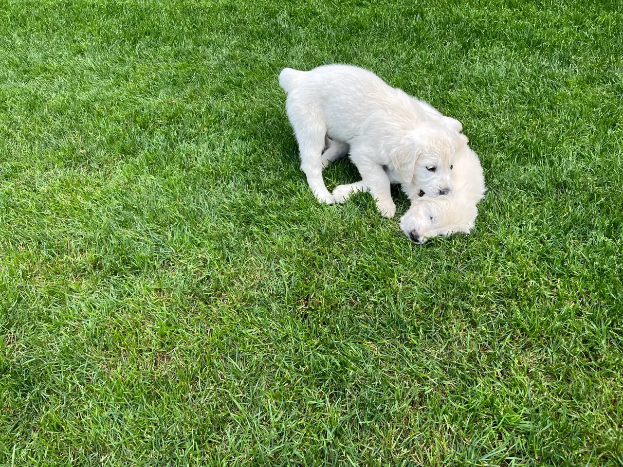 Billede 15 - Golden retriever hvalpe sælges