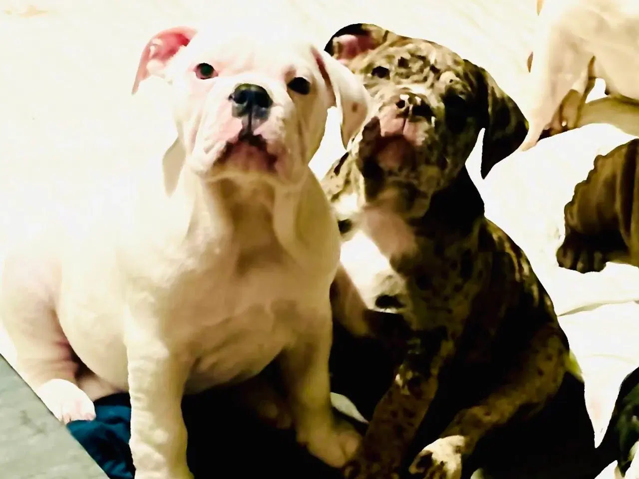 Billede 8 - Olde English bulldog 6 mdr