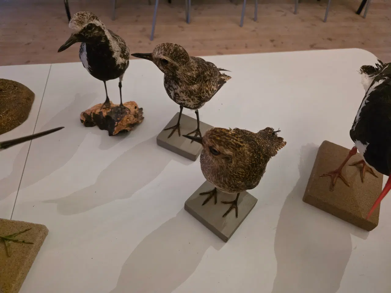 Billede 4 - Vadefugle, sælges samlet eller hver for sig