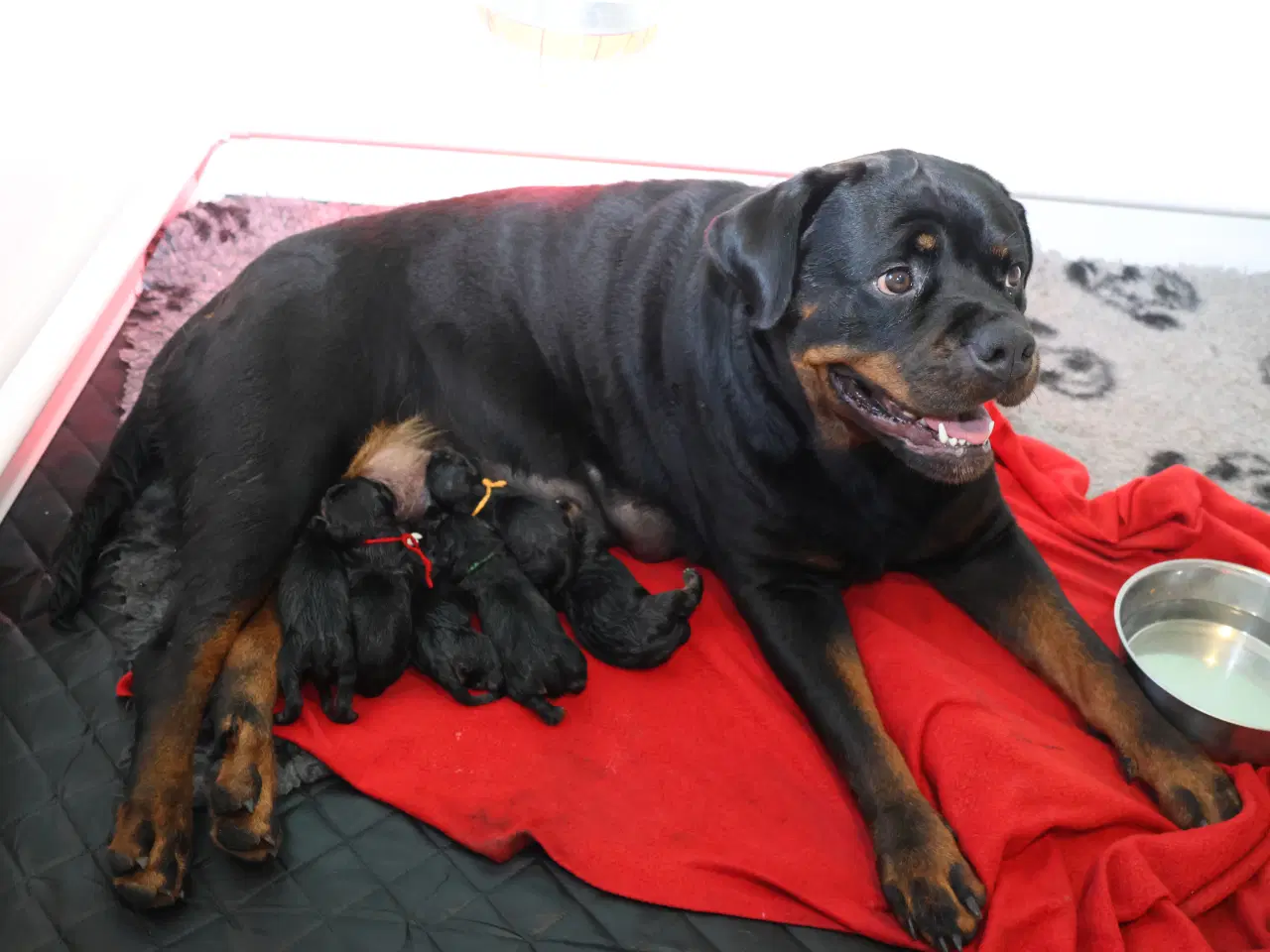 Billede 8 - M.B´Rottweiler Hvalpe