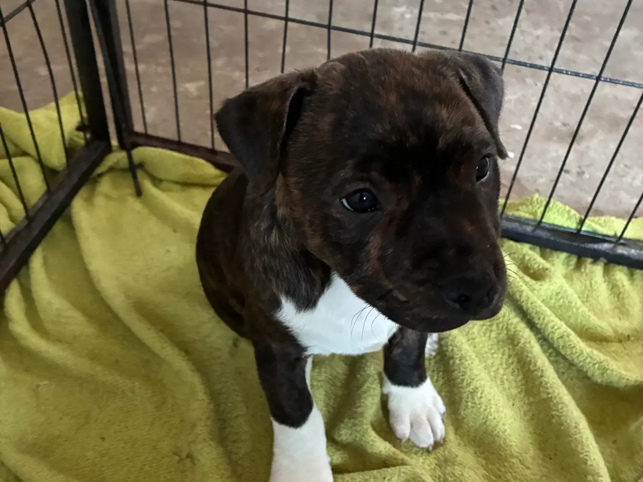 Billede 2 - Staff tæve 12 uger sidste tilbage