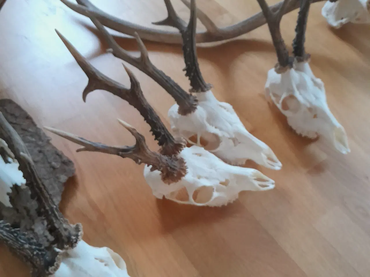 Billede 4 - Trofæer og plader