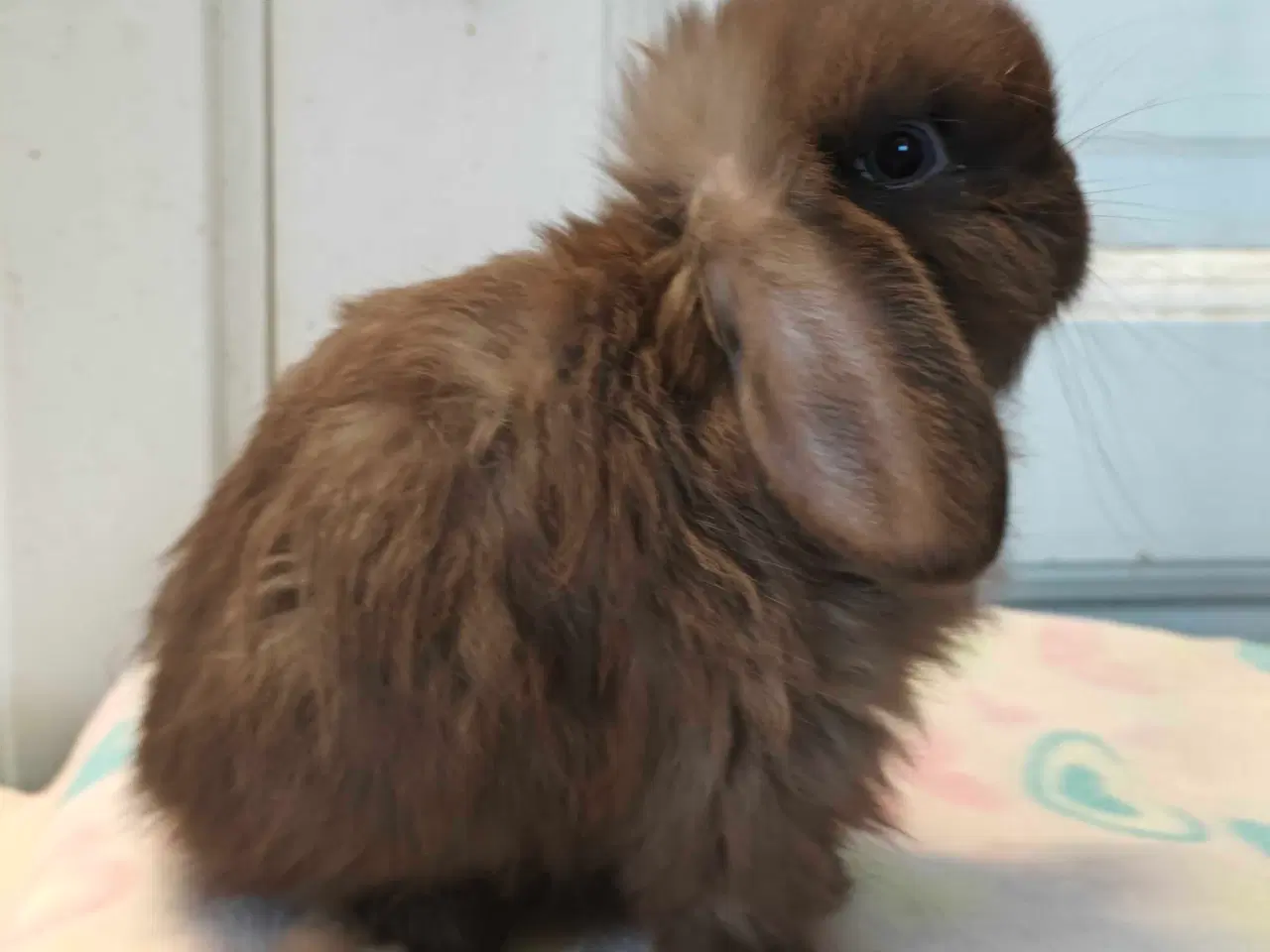 Billede 11 - Minilop