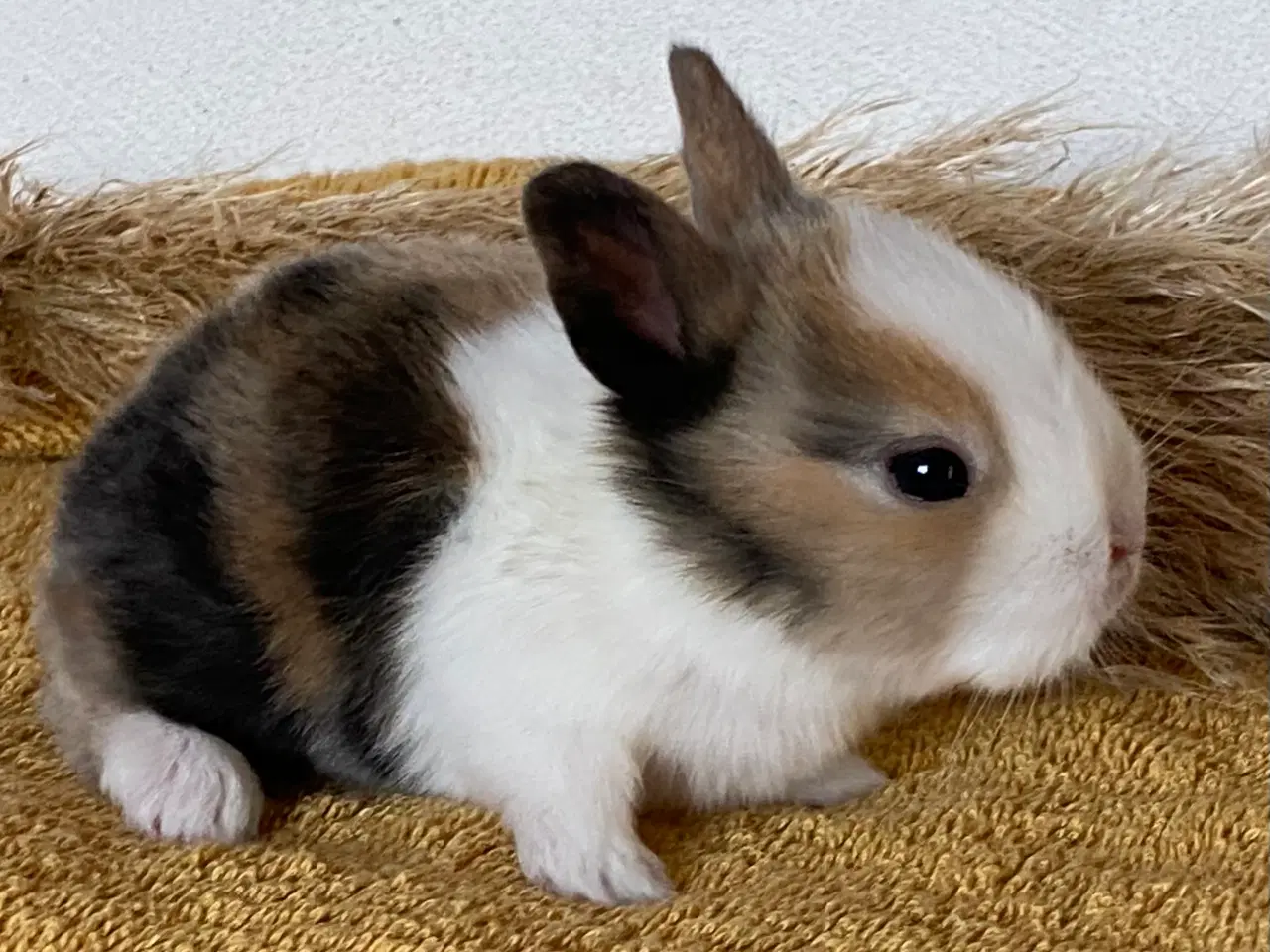 Billede 4 - HOLLÆNDER HAN JAPANER SORT/GUL