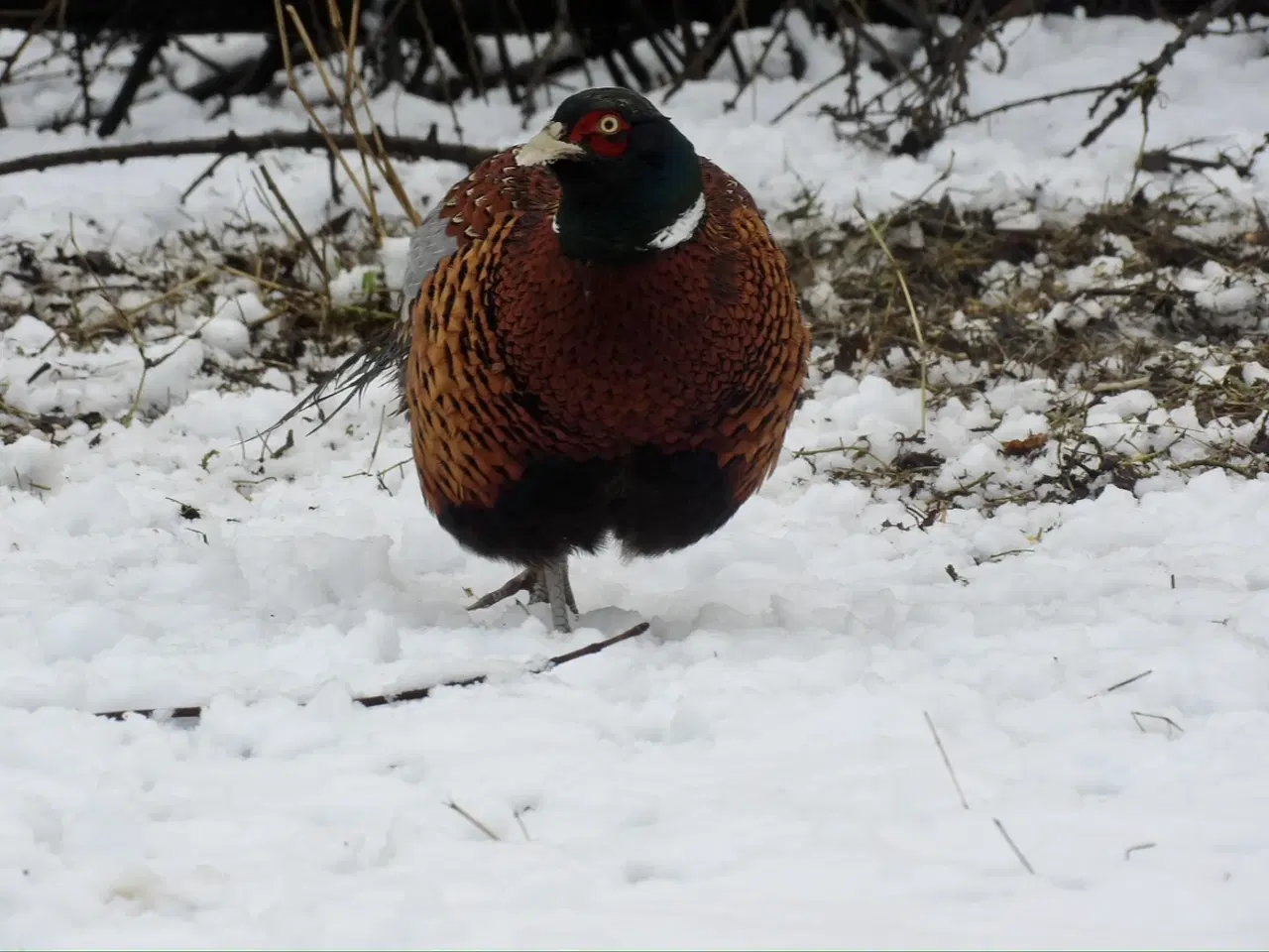 Billede 1 - Udsætningsklare 6-ugers fasankyllinger