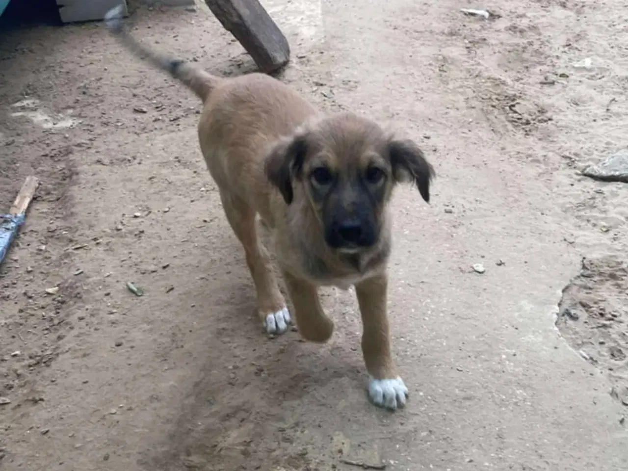 Billede 3 - Hund (blanding/gadehund)