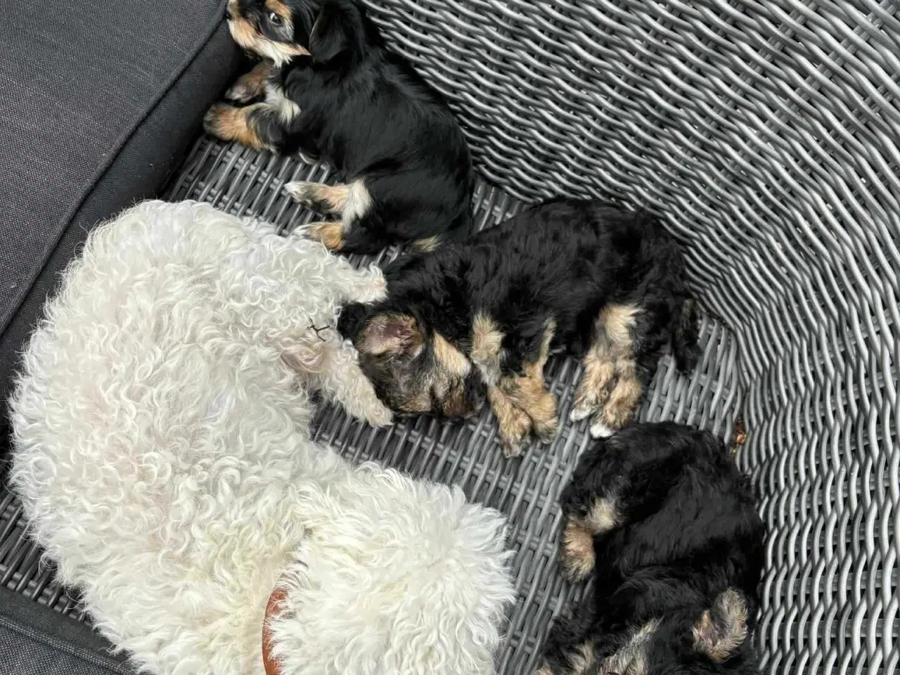 Billede 2 - Hundehvalpe 