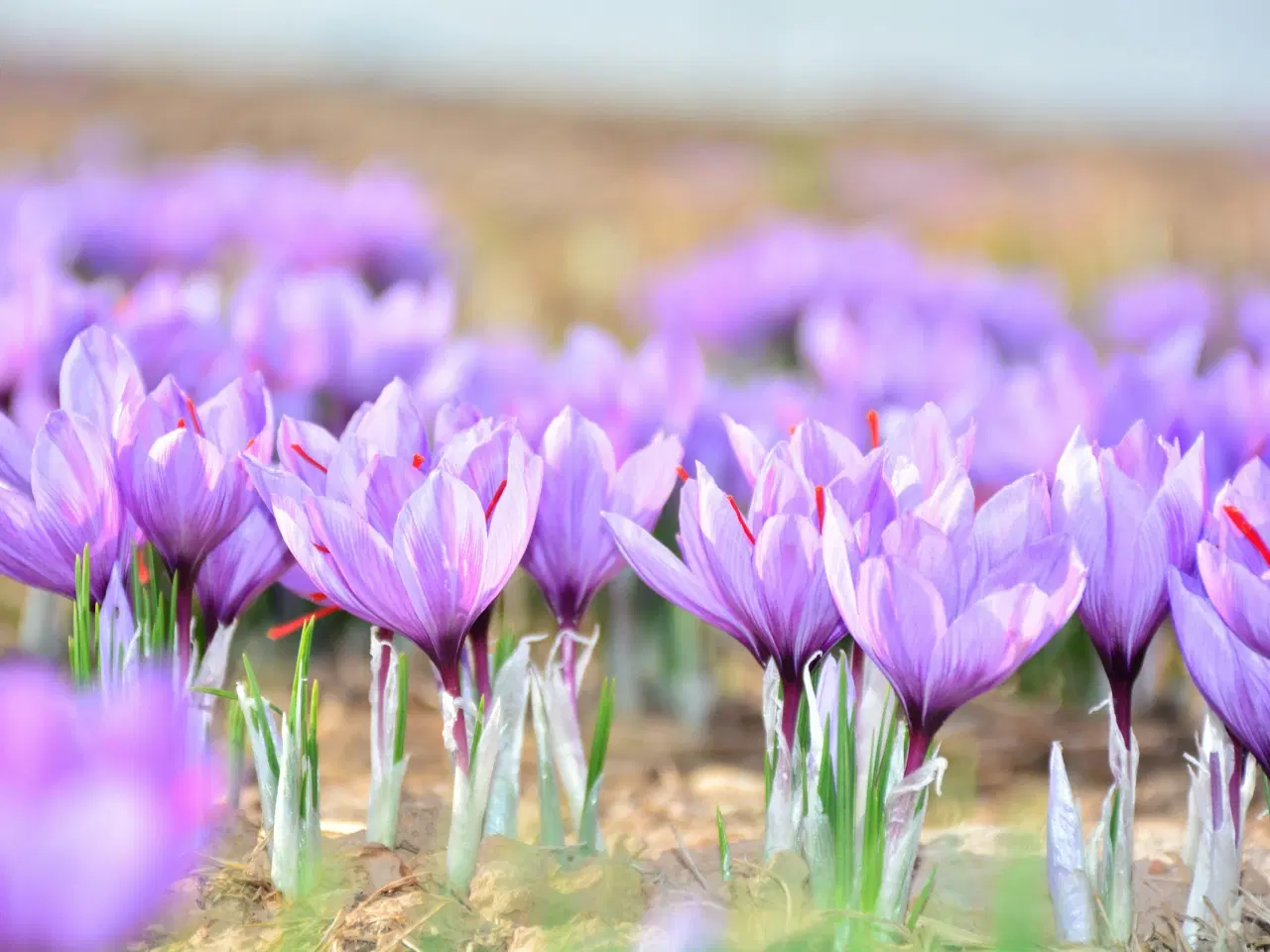 Billede 2 - Safrankrokus – “Crocus Sativus” løg