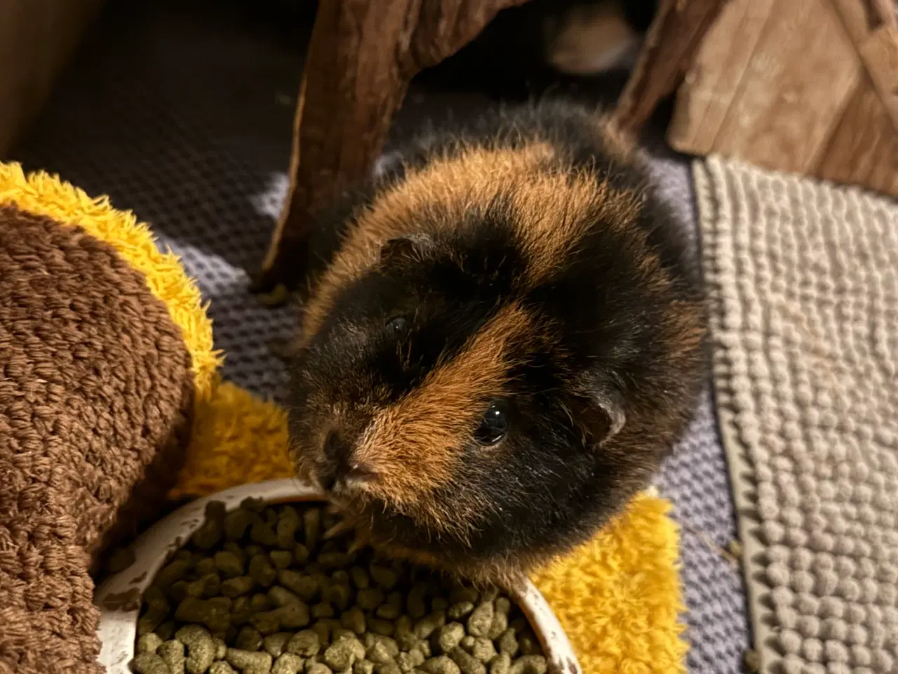 Billede 5 - Lux marsvinebure xl