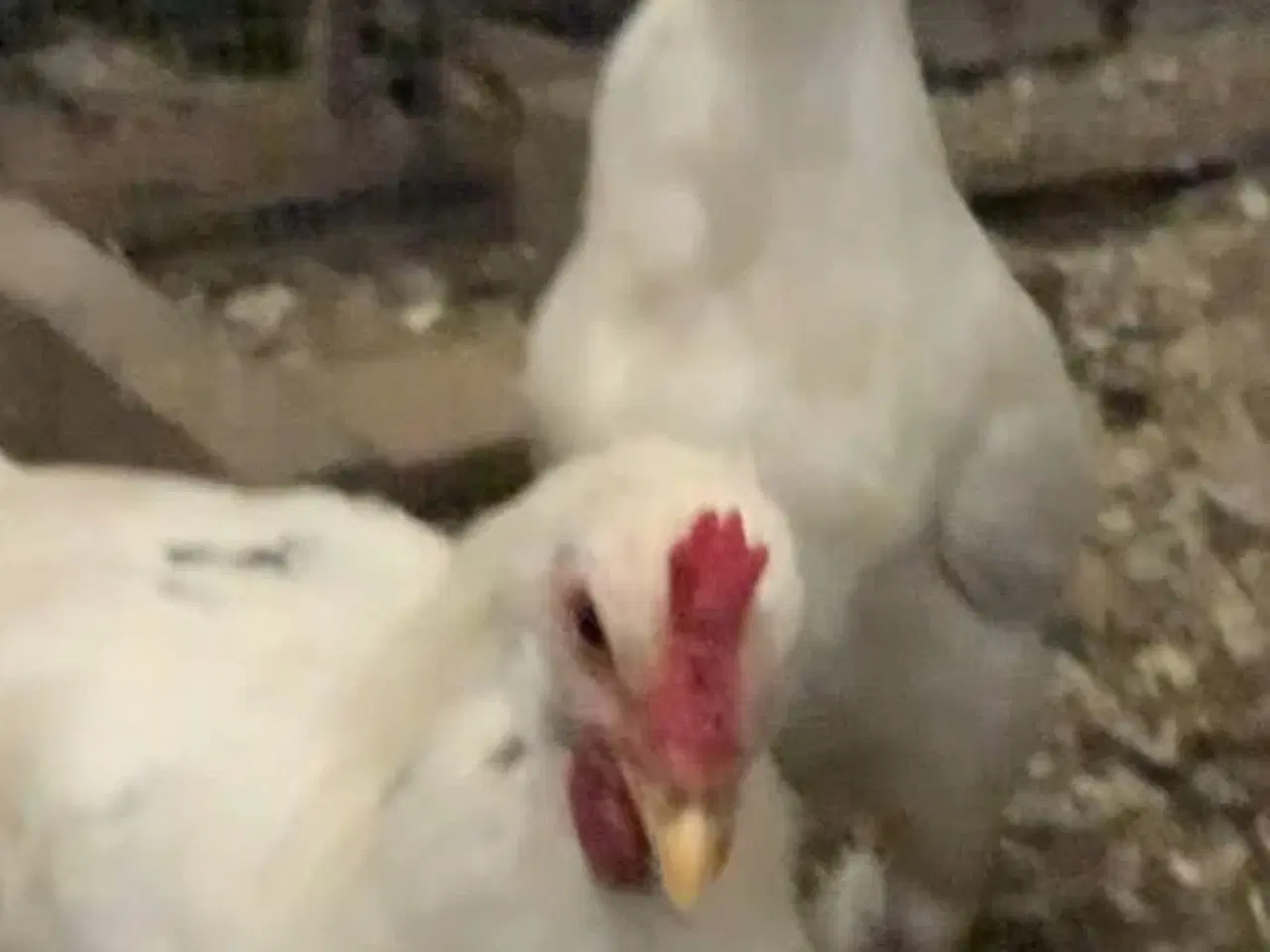 Billede 8 - Ung 20 kroner hane. halv italiener halv blå lægger