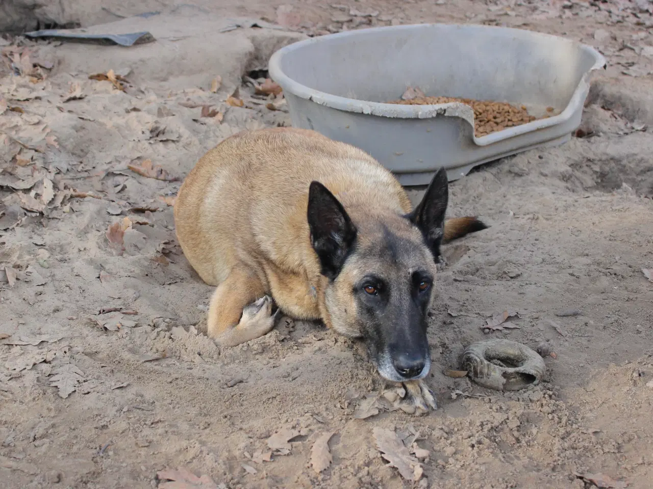 Billede 2 - Jackson søger sin egen familie❤️