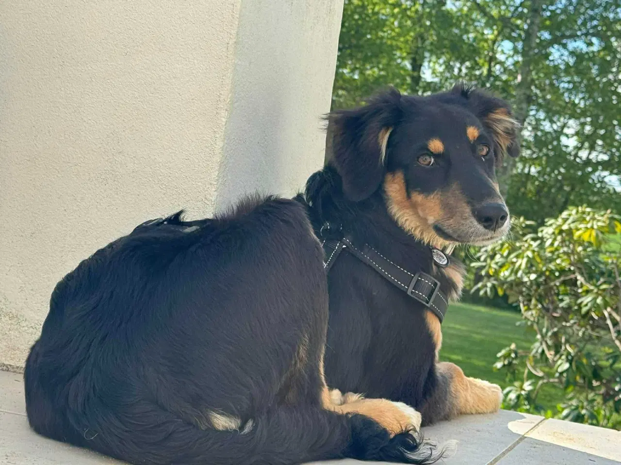Billede 5 - Søde Donut søger familie 🐾