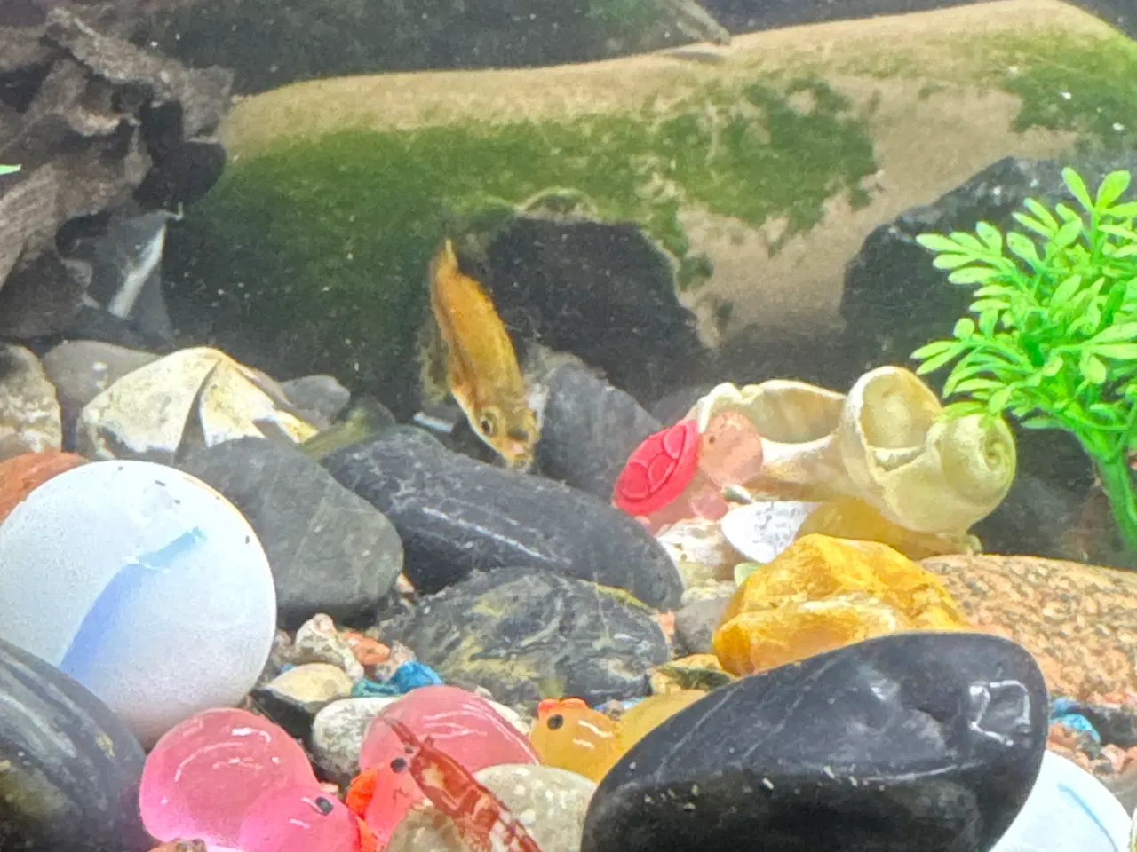 Billede 7 - Akvarium med fisk rejer og tilbehør