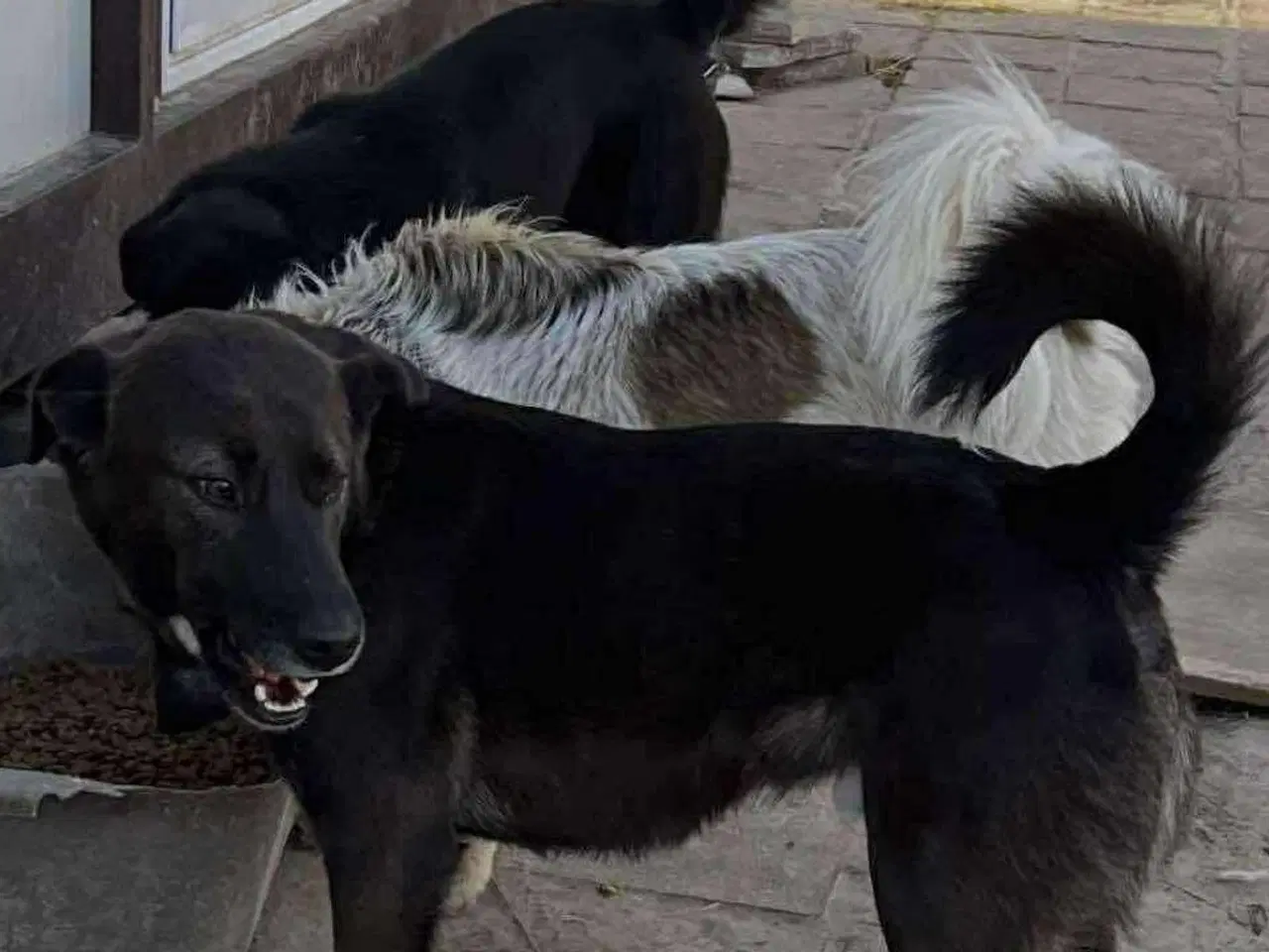 Billede 4 - Lækre Berry søger 4ever familie💙