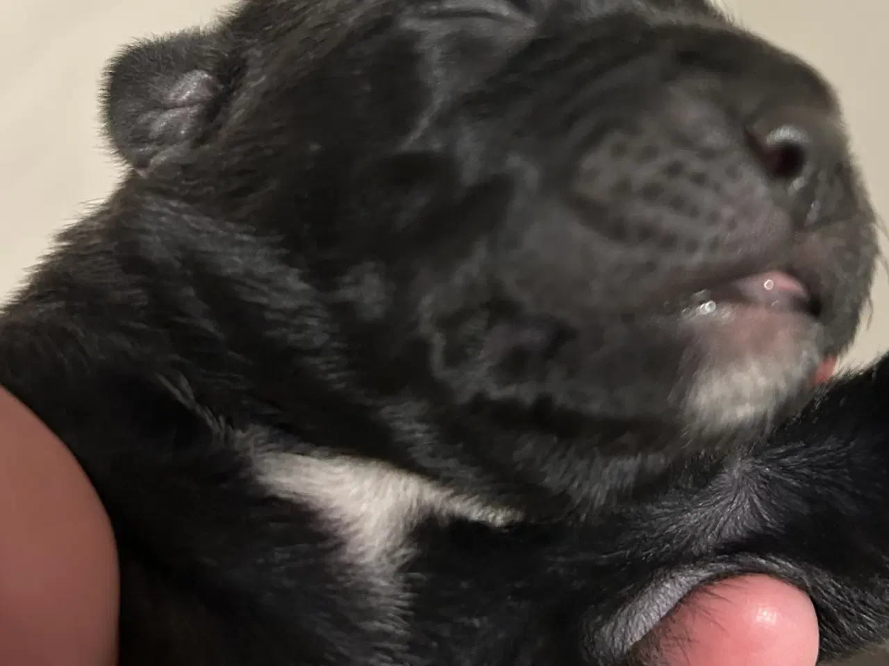 Billede 5 - Labrador/rottweiler hvalpe