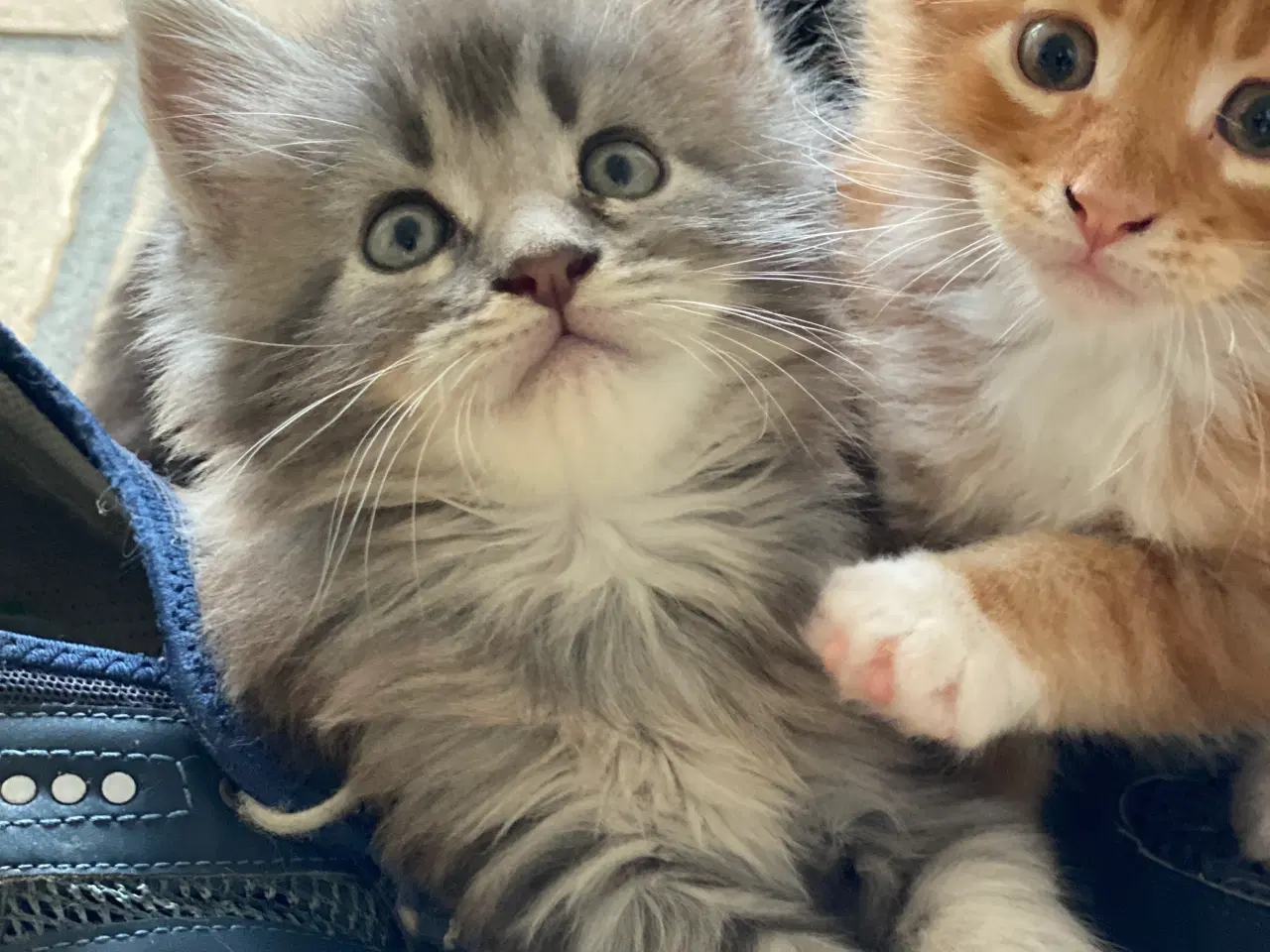 Billede 7 - Maine coon killinger  