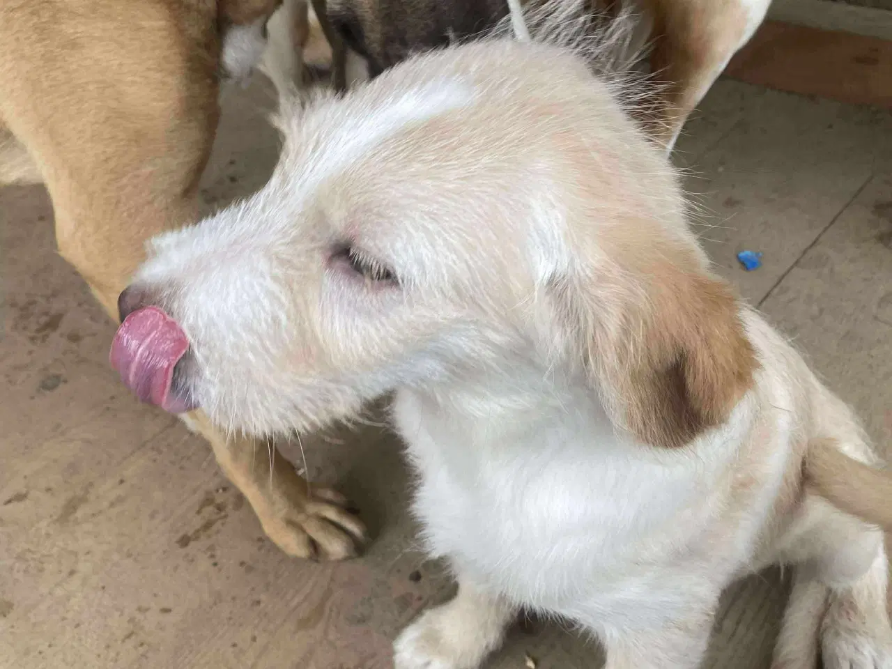 Billede 7 - Dejlige DJ søger sin helt egen familie 🥰