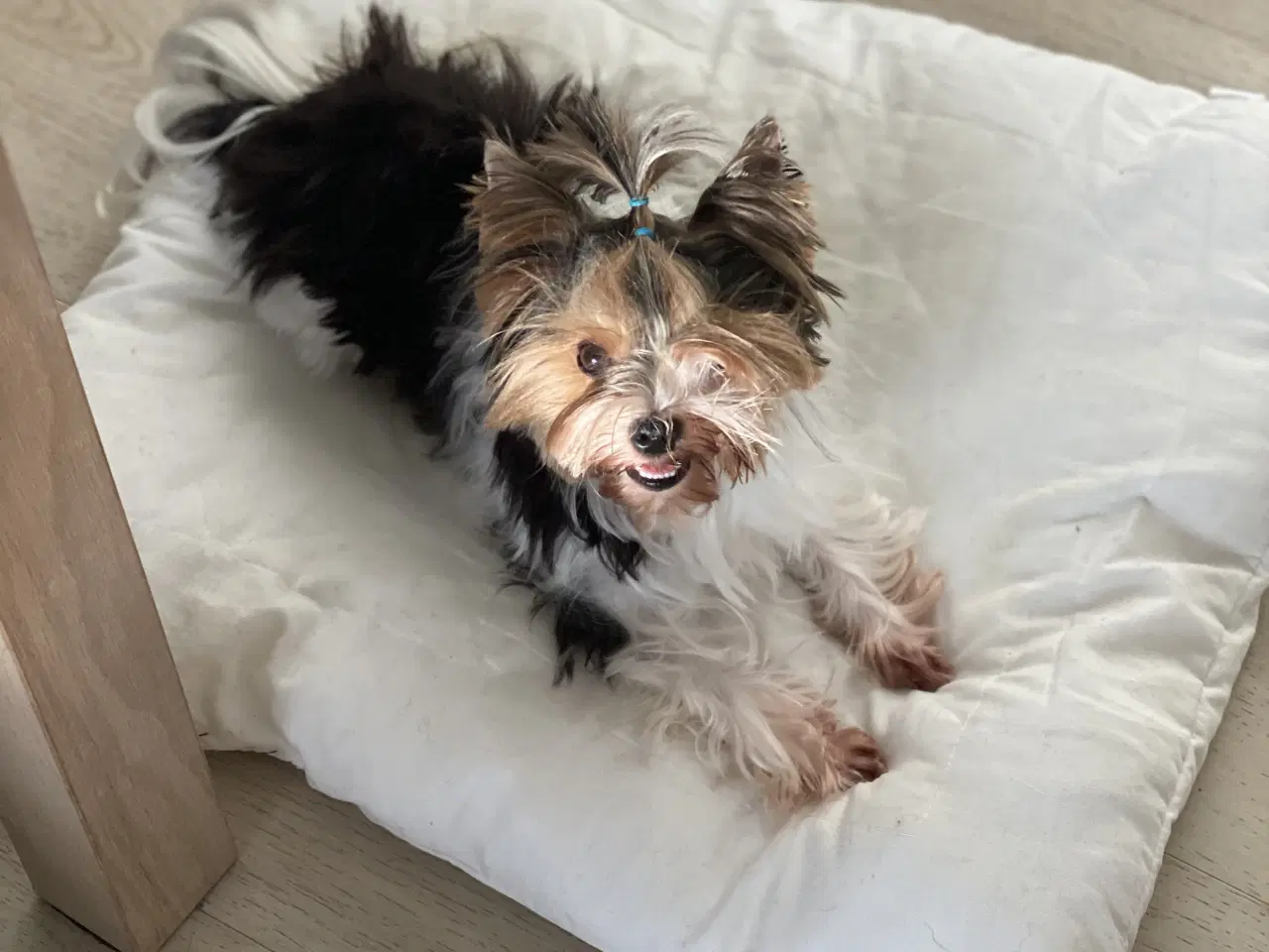 Billede 9 - Biewer til kærligt hjem - gerne pensionister