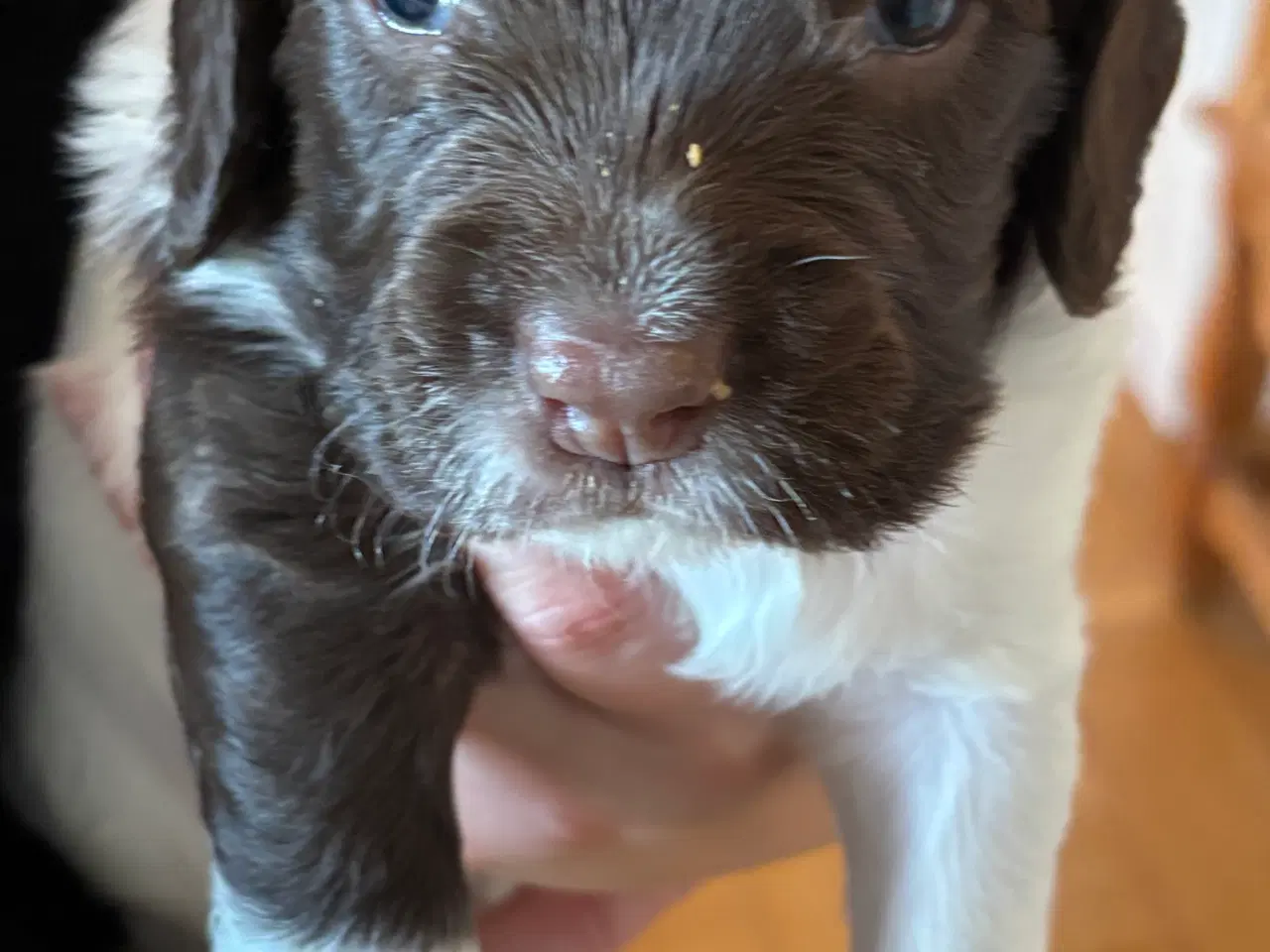 Billede 3 - FT Springer Spaniel