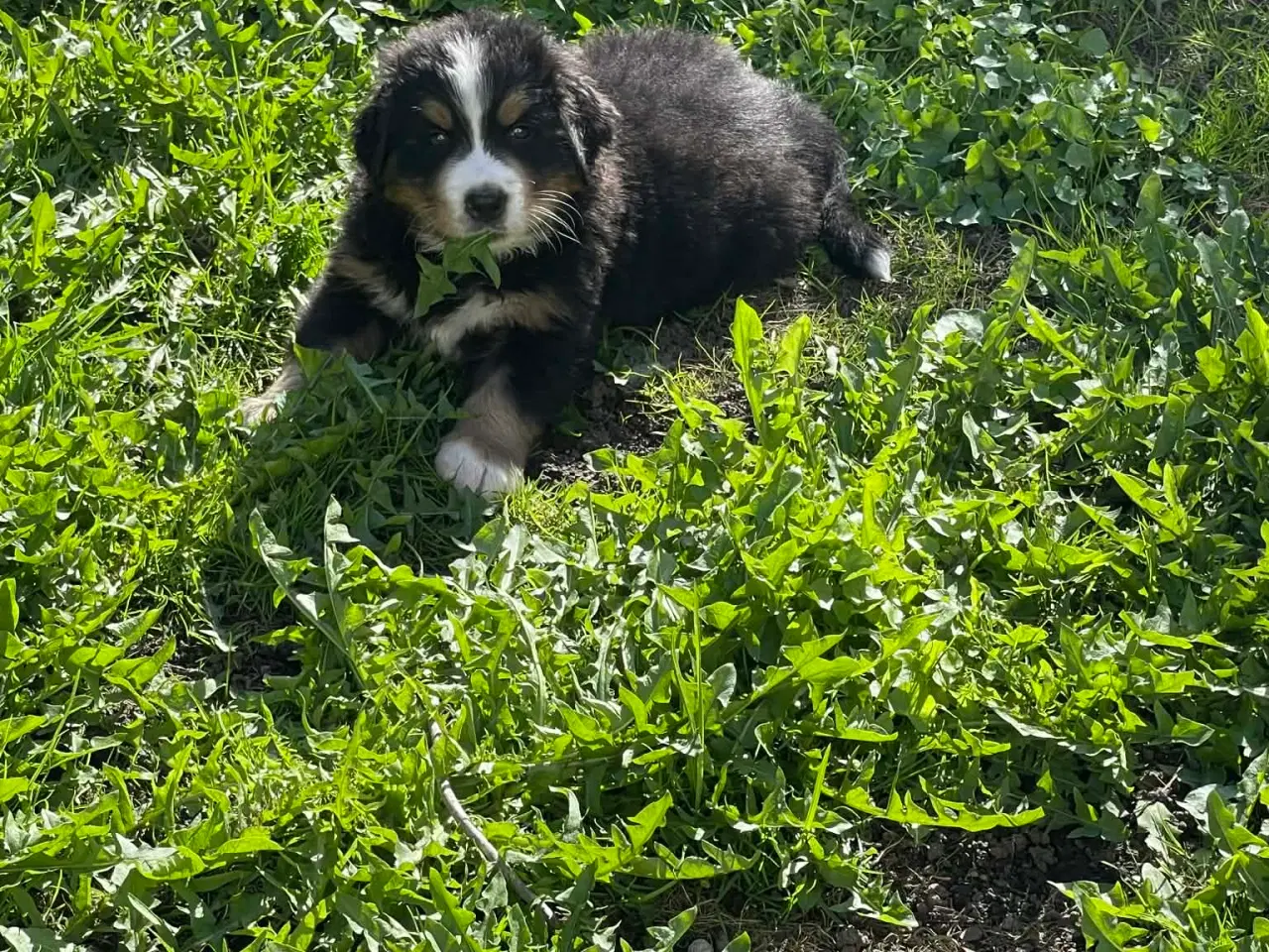 Billede 4 - Berner Senne hvalpe 